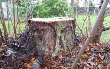 Anfang 2015 wurde auf einem Grundstück sehr nahe der Elbe in Dresden-Laubegast diese Schwarzpappel gefällt.
 | Foto: S. Schmidt