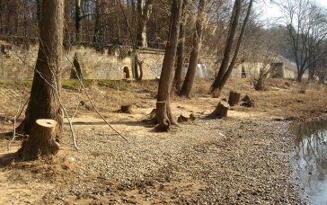 Gefällte Schwarzpappel: Aus Gründen der Sicherheit. | Foto: K.-H. Müller | NABU Sachsen