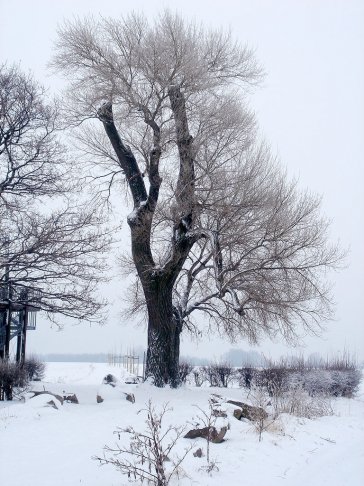 Naturdenkmal Babisnauer Pappel | Foto: K.-H. Müller | NABU Sachsen