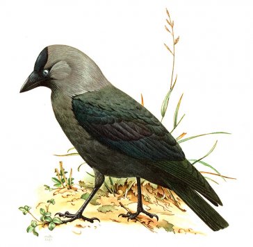 Dohle  | Zeichnung: Naturkundliche Tafel Naturkundemuseum Leipzig