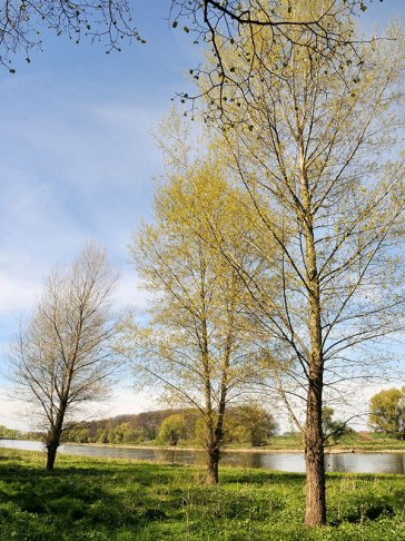 Echte Schwarzpappeln an der Elbe. | Foto: Friedheim Richter
