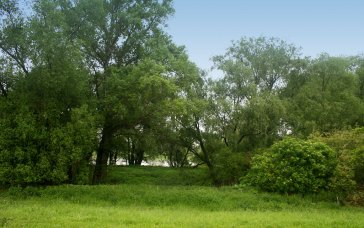 Die flussnahe Elbaue gehört zum Europäischen Schutzgebietssystem NATURA 2000 (FFH‐Gebiet 34E „Elbtal zwischen Schöna und Mühlberg“). | Foto: Ina Ebert | NABU Sachsen
