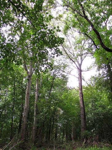 Hybridpappeln an der Elbe. | Foto: Jörg Lorenz | NABU Sachsen