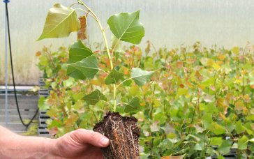 In Graupa werden aus Schwarzpappel-Stecklingen kleine Bäume gezogen. In das Pflanzsubstrat werden Kakaoschalen gemischt, damit die kleinen Pflanzen gut gedeihen können. | Foto: Ina Ebert | NABU Sachsen