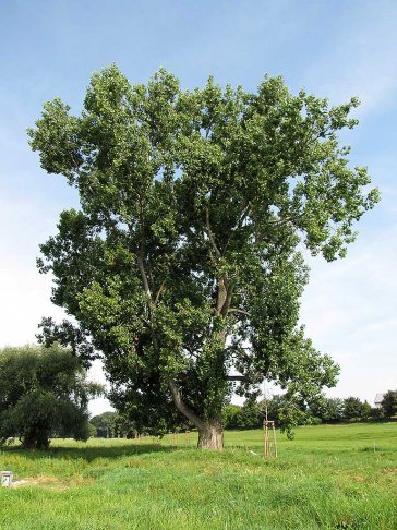Eine alte Schwarzpappel in der Muldeaue. | Foto: Jörg Lorenz | NABU Sachsen