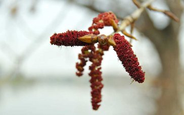 Männliche Schwarzpappel-Blüten. | Foto: Frank Philipp