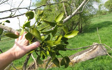 Die Mistel ist ein Schmarotzer, der selten an echten Schwarzpappeln, sondern nur an Hybridpappeln wächst. | Foto: Jörg Lorenz | NABU Sachsen
