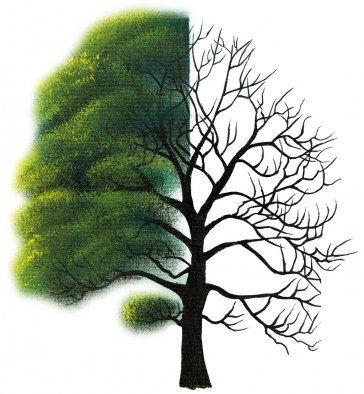 Schwarzpappel | Zeichnung: Kamilla Kubaschinski