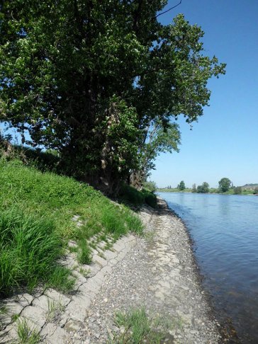 Häufig findet man Schwarzpappeln im gepflasterten Uferdeckwerk, wo sie aufgrund von Verkehrssicherungspflichten stark gefährdet sind. | Foto: K.-H. Müller | NABU Sachsen