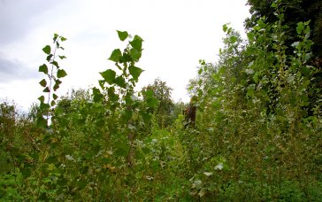 Schwarzpappelschule des NABU in Dresden. | Foto: Uwe Schroeder | NABU Sachsen