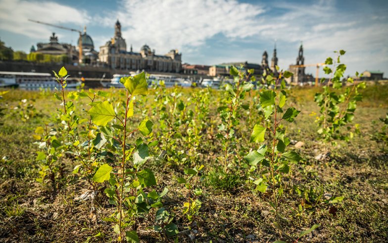 Massenvorkommen von spontaner Verjüngung der Schwarzpappel an der Elbe im im Stadtzentrum Dresdens im Spätsommer 2018. | Foto: Robert Michalk Massenvorkommen von spontaner Verjüngung der Schwarzpappel an der Elbe im im Stadtzentrum Dresdens im Spätsommer 2018. | Foto: Robert Michalk