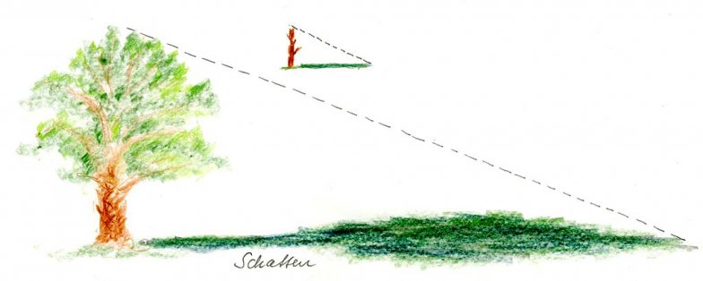 Höhenberechnung eines Baumes. | Foto: Ina Ebert | NABU Sachsen Höhenberechnung eines Baumes. | Foto: Ina Ebert | NABU Sachsen