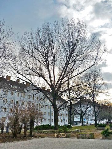 Die 'Einsame' Schwarzpappel aus Berlin ist in Wahrheit eine Kanada- Pappel. Der Fotograf Achim Förster nahm 2011 Proben und ließ diese untersuchen. | Foto: Achim Förster Die 'Einsame' Schwarzpappel aus Berlin ist in Wahrheit eine Kanada- Pappel. Der Fotograf Achim Förster nahm 2011 Proben und ließ diese untersuchen. | Foto: Achim Förster