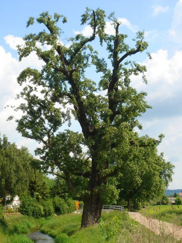 Einziges Dresdener Schwarzpappel-Naturdenkmal ist eine weibliche Schwarzpappel am Lockwitzbach in Dresden / Niedersedlitz | Foto: K.-H. Müller | NABU Sachsen