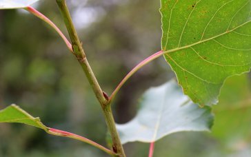 Pappelblätter, Pappelkätzchen, Pappelknospen und Pappelholz finden vielfältige Verwendung in der Heilkunde. | Foto: Ina Ebert | NABU Sachsen Pappelblätter, Pappelkätzchen, Pappelknospen und Pappelholz finden vielfältige Verwendung in der Heilkunde. | Foto: Ina Ebert | NABU Sachsen