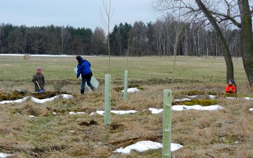 Am Zschernegraben bei Delitzsch wurden im April 2013 fünfzig Schwarzpappeln nachgepflanzt. Die Aktion führte die NABU-Regionalgruppe Delitzsch auf ihren eigenen Flächen durch. | Foto: Rüdiger Borkert