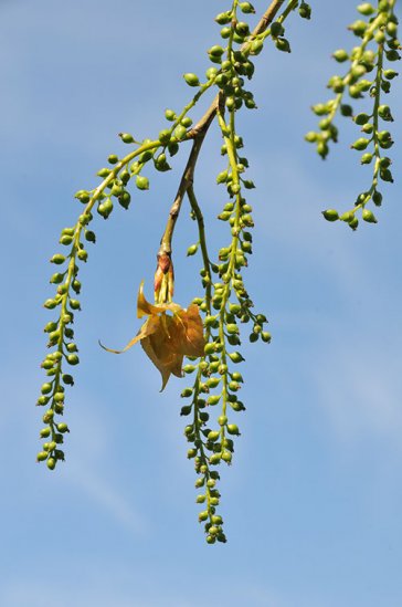 An den weiblichen Bäumen sind die etwas zehn Zentimeter langen Kätzchen gelbgrün und gestreckt. Fruchtknoten und zwei gelbe Narben sind deutlich erkennbar. | Foto: Friedheim Richter